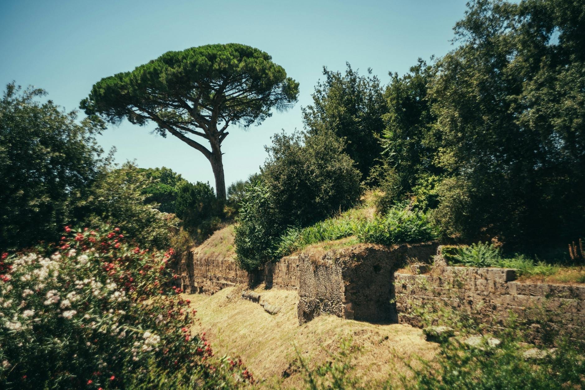 Ancient ruins surrounded by lush greenery and blooming plants under clear blue sky, capturing Rome's seasonal beauty.
