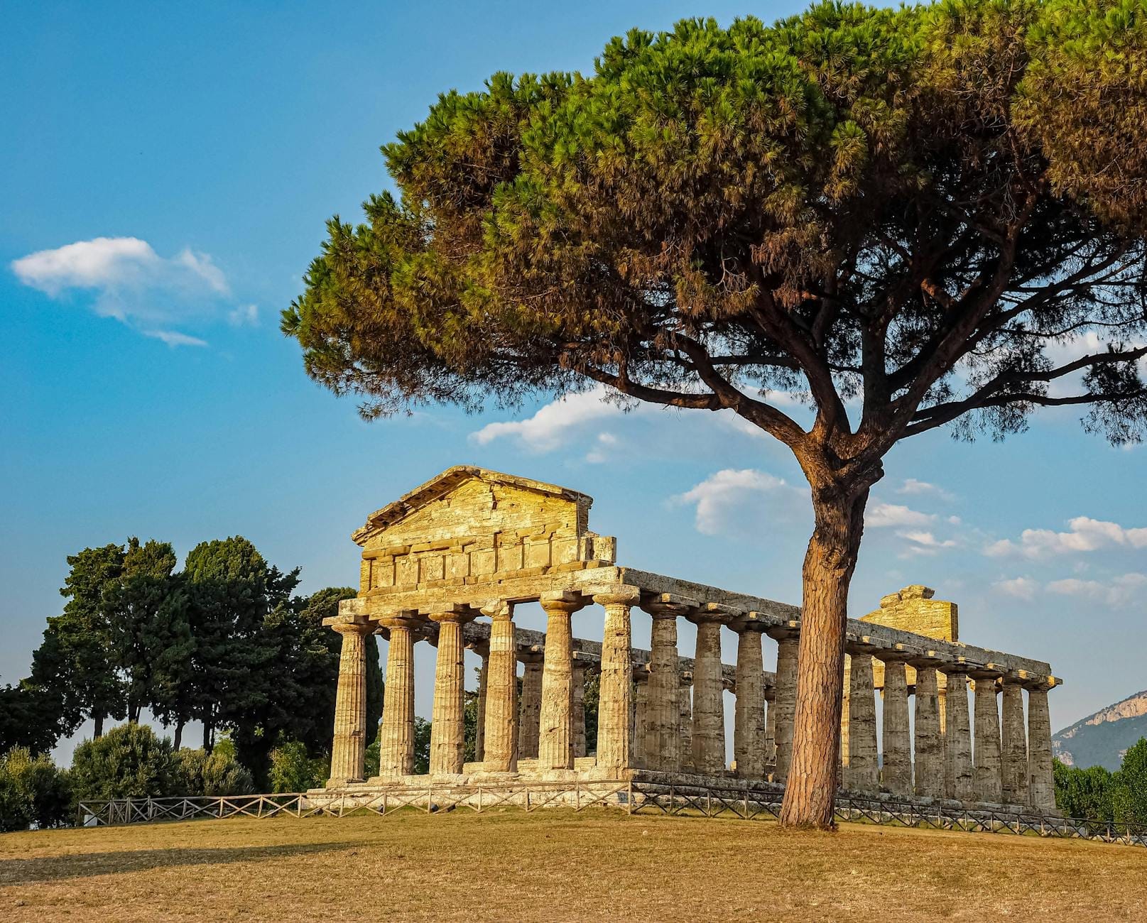 Un antico tempio greco di Paestum illuminato dalla luce dorata, incorniciato da un grande pino, cielo azzurro e un paesaggio verde aperto senza folla.
