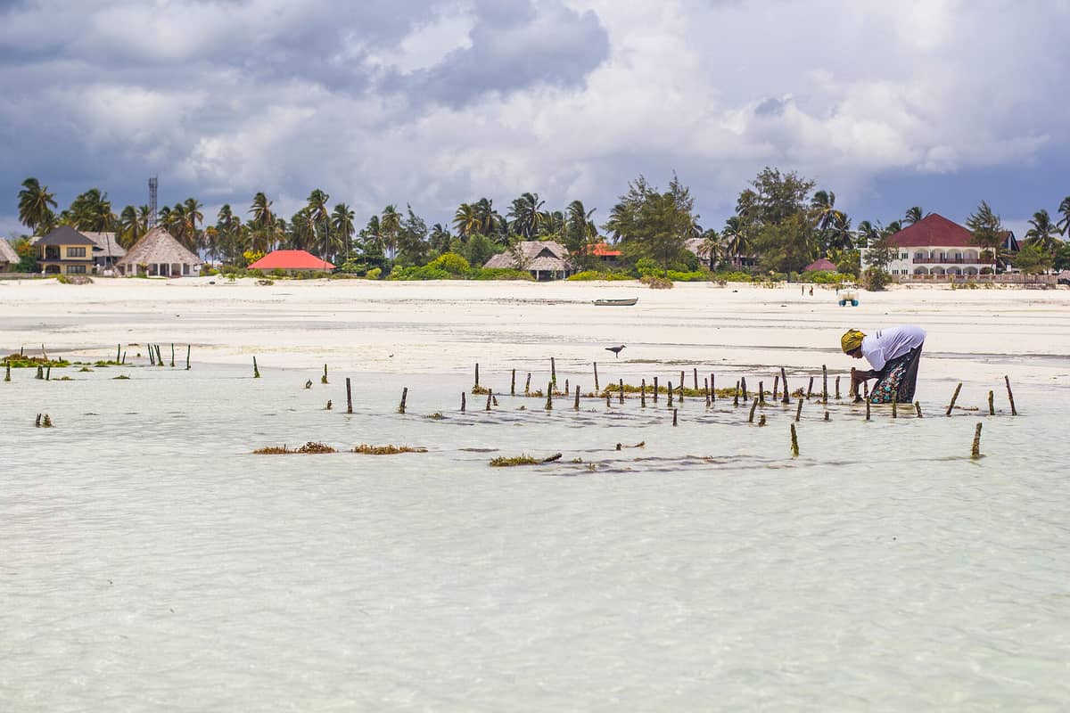 Paje Beach at low tide with a local woman tending seaweed farms in shallow water, thatched roof buildings, palm trees, and white sand in the background.