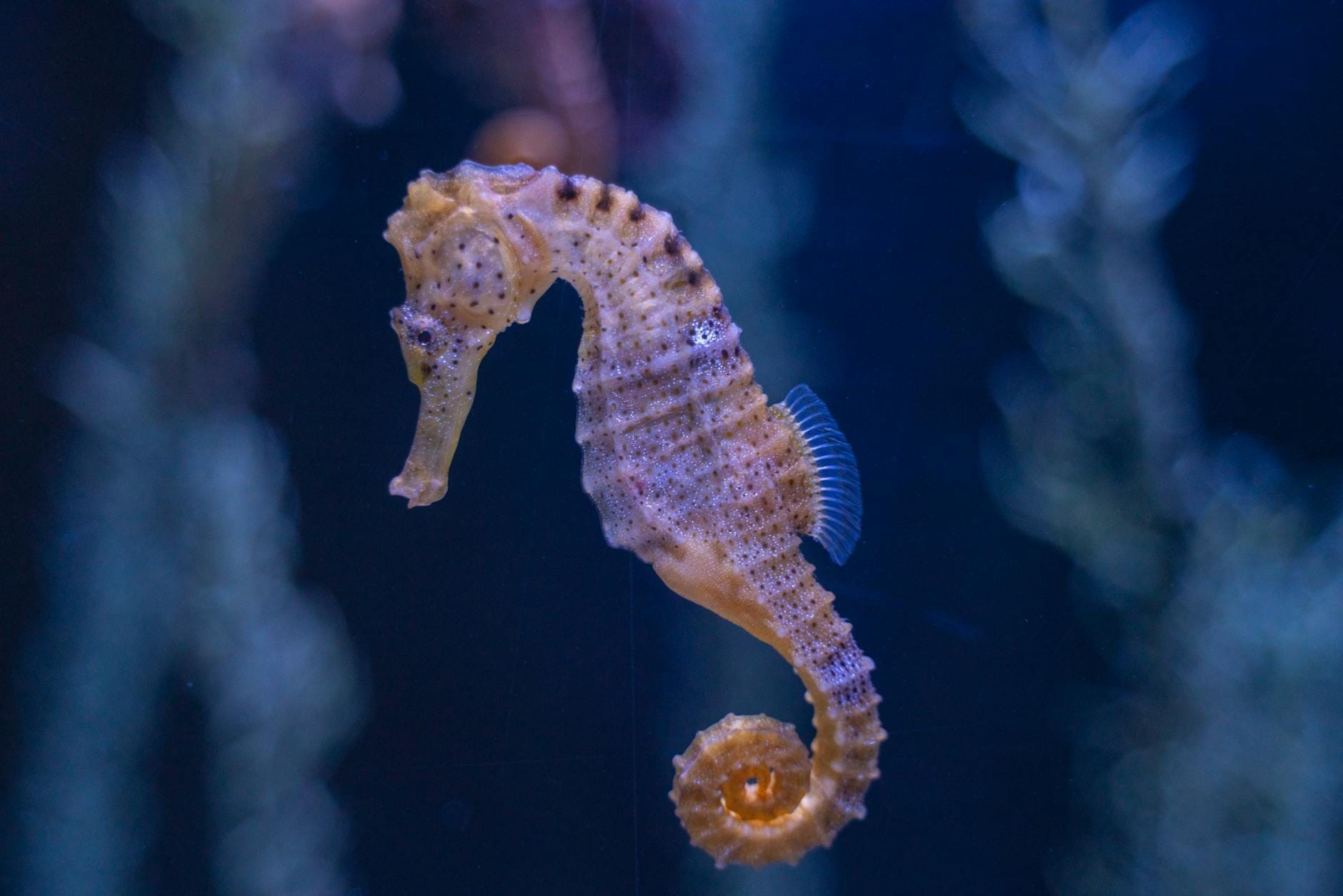 Primo piano di un cavalluccio marino che nuota in una vasca azzurra, un esempio della vita marina che puoi ammirare al Palma Aquarium, con piante sfumate sullo sfondo.