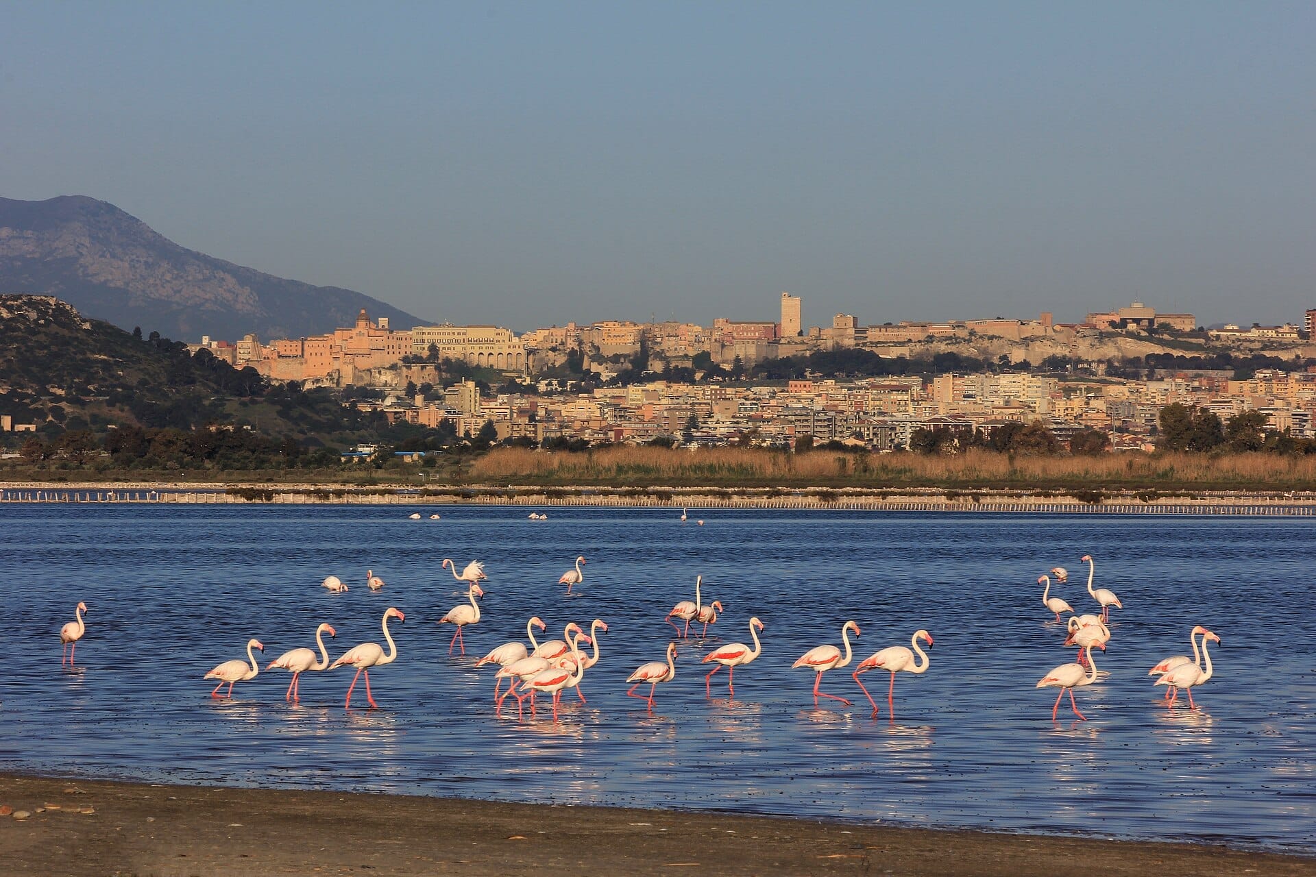 Rosa Flamingos waten durch das blaue Wasser des Parco Naturale Molentargius-Saline, mit der Skyline von Cagliari und Hügeln im Hintergrund.