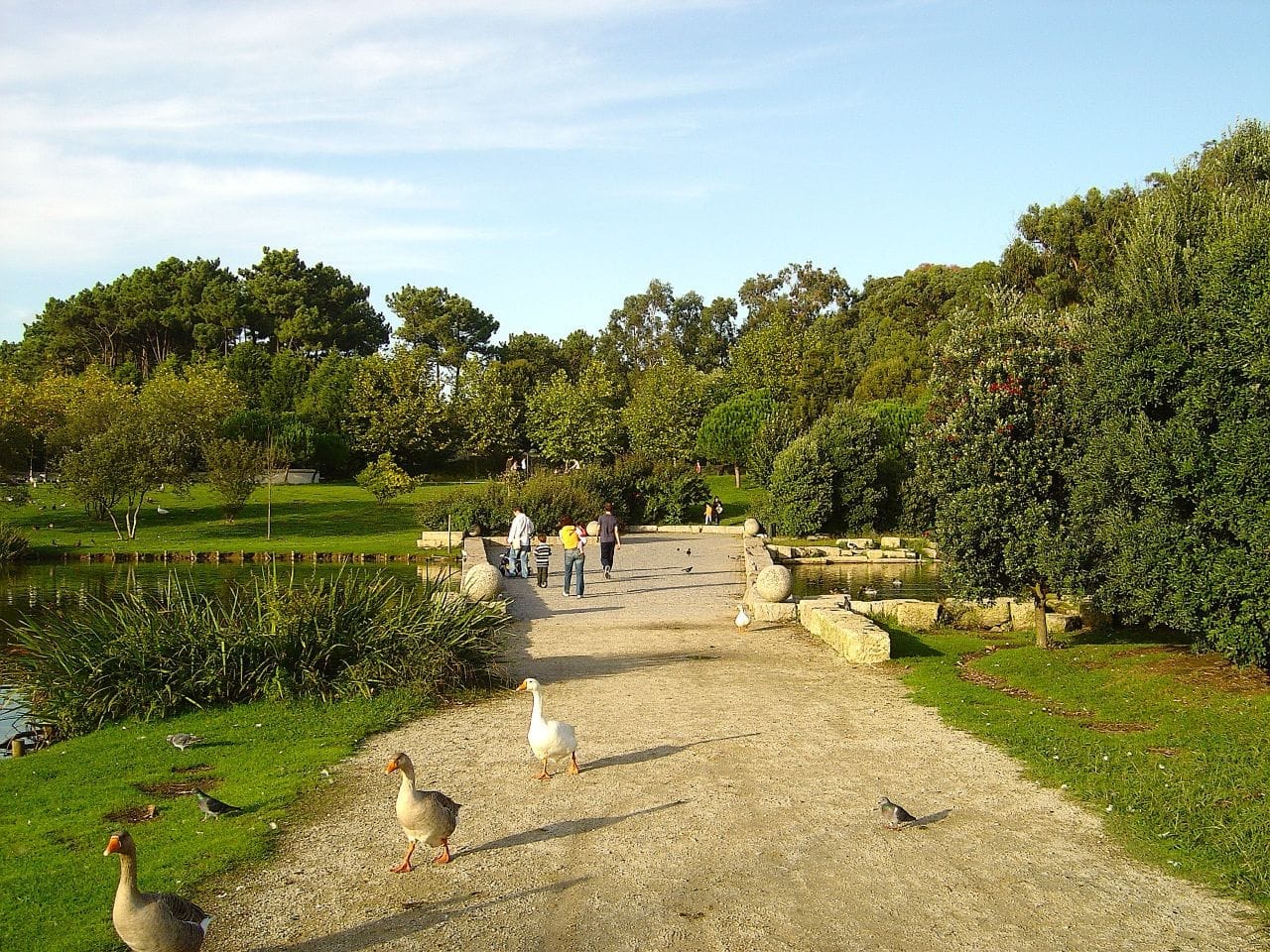 Ampio sentiero di ghiaia nel Parque da Cidade do Porto fiancheggiato da lussureggianti alberi verdi, con anatre che camminano vicino a uno stagno e visitatori che passeggiano in lontananza.