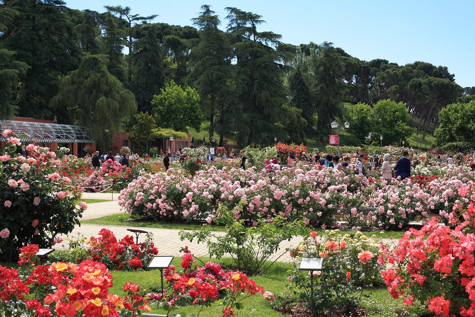 Aiuole luminose piene di rose in fiore e rigogliosa vegetazione nel giardino delle rose del Parque del Oeste, con persone che passeggiano su sentieri soleggiati.