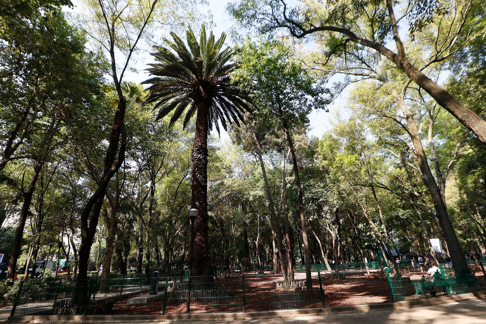 Alte palme e alberi frondosi proiettano ombra sui tranquilli vialetti e le panchine verdi del Parque España, Condesa, con la luce del sole che filtra attraverso la chioma.