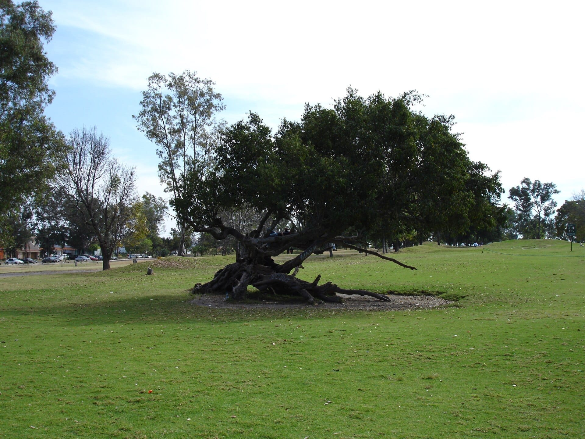 Grande albero maestoso con radici contorte su un prato verde nel Parque Metropolitano de Guadalajara sotto un cielo sereno di giorno.