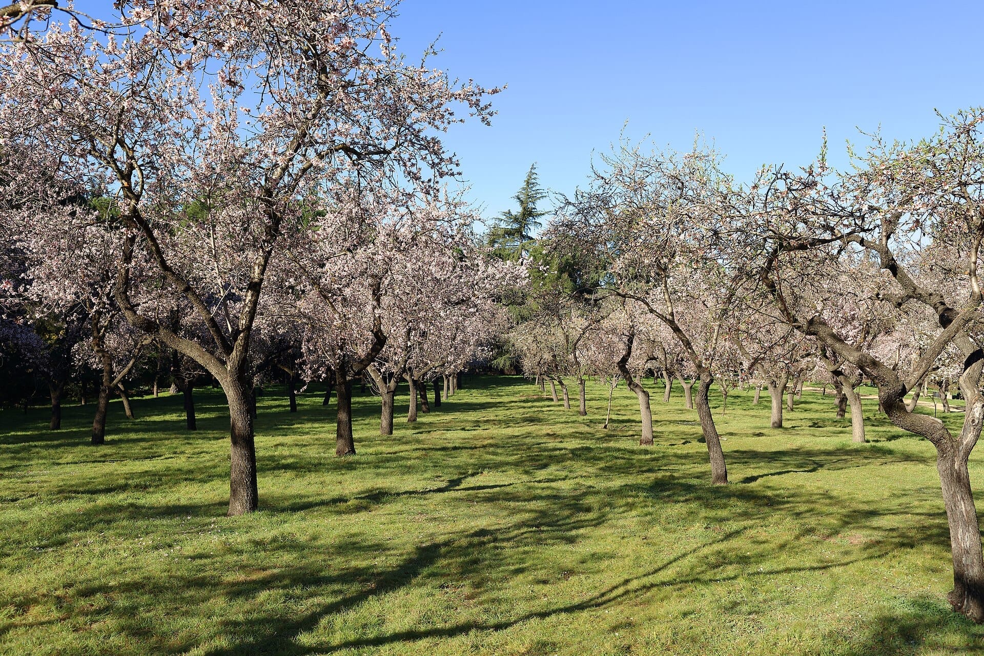 Filari di mandorli in fiore con fiori rosa e bianchi nel Parque Quinta de los Molinos, sotto un cielo azzurro limpido.