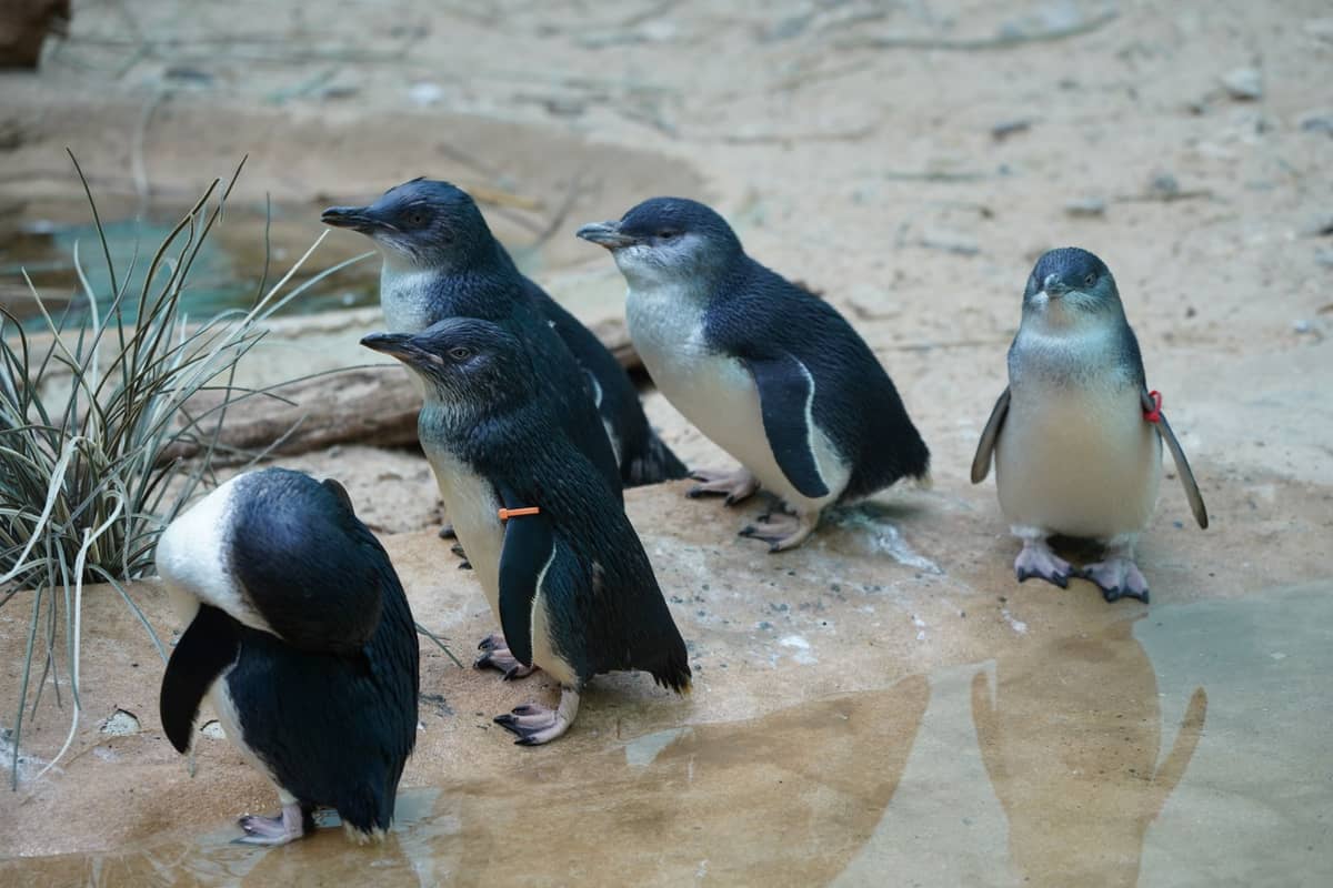 Eine Gruppe von Zwergpinguinen auf sandigem Boden nahe flachem Wasser – ein typischer Anblick im Schutzgebiet von Penguin Island.