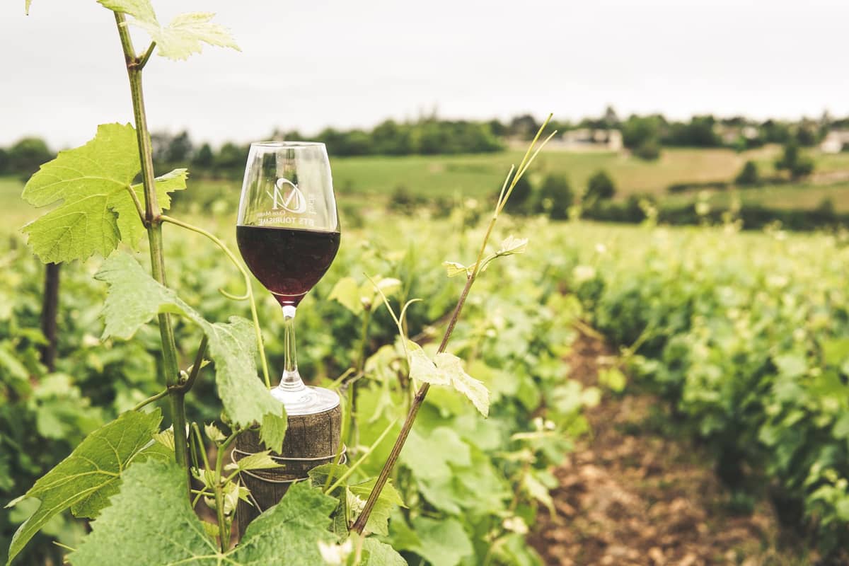 A glass of red wine balanced on a wooden post in the middle of a lush green vineyard landscape.
