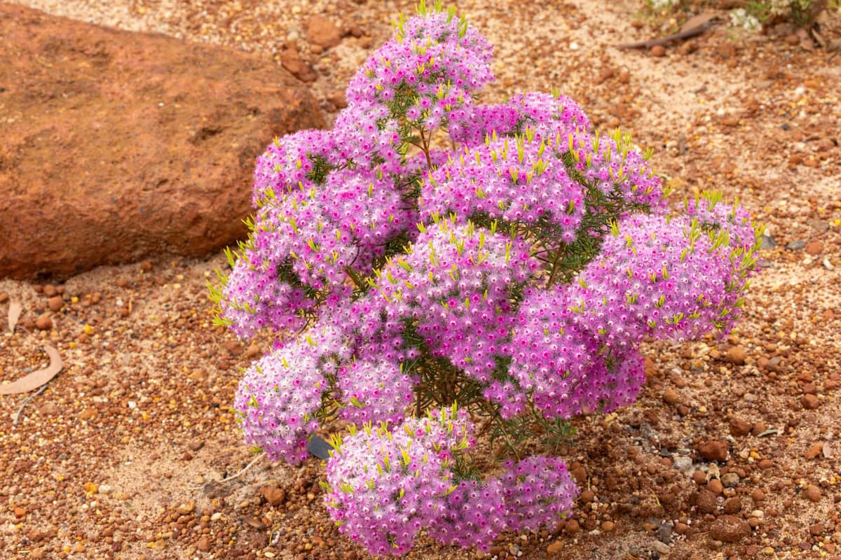 Pink wildflowers blooming in sandy soil with a large red rock in the background, typical of Western Australian spring.