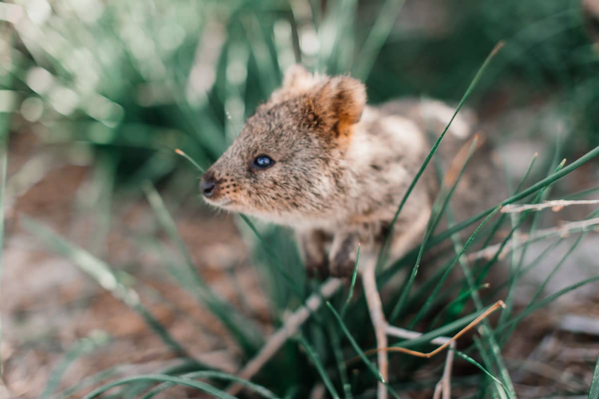 Zbliżenie quokki na tle naturalnej zielonej trawy, w miękkim, rozmytym tle i jasnym naturalnym świetle.