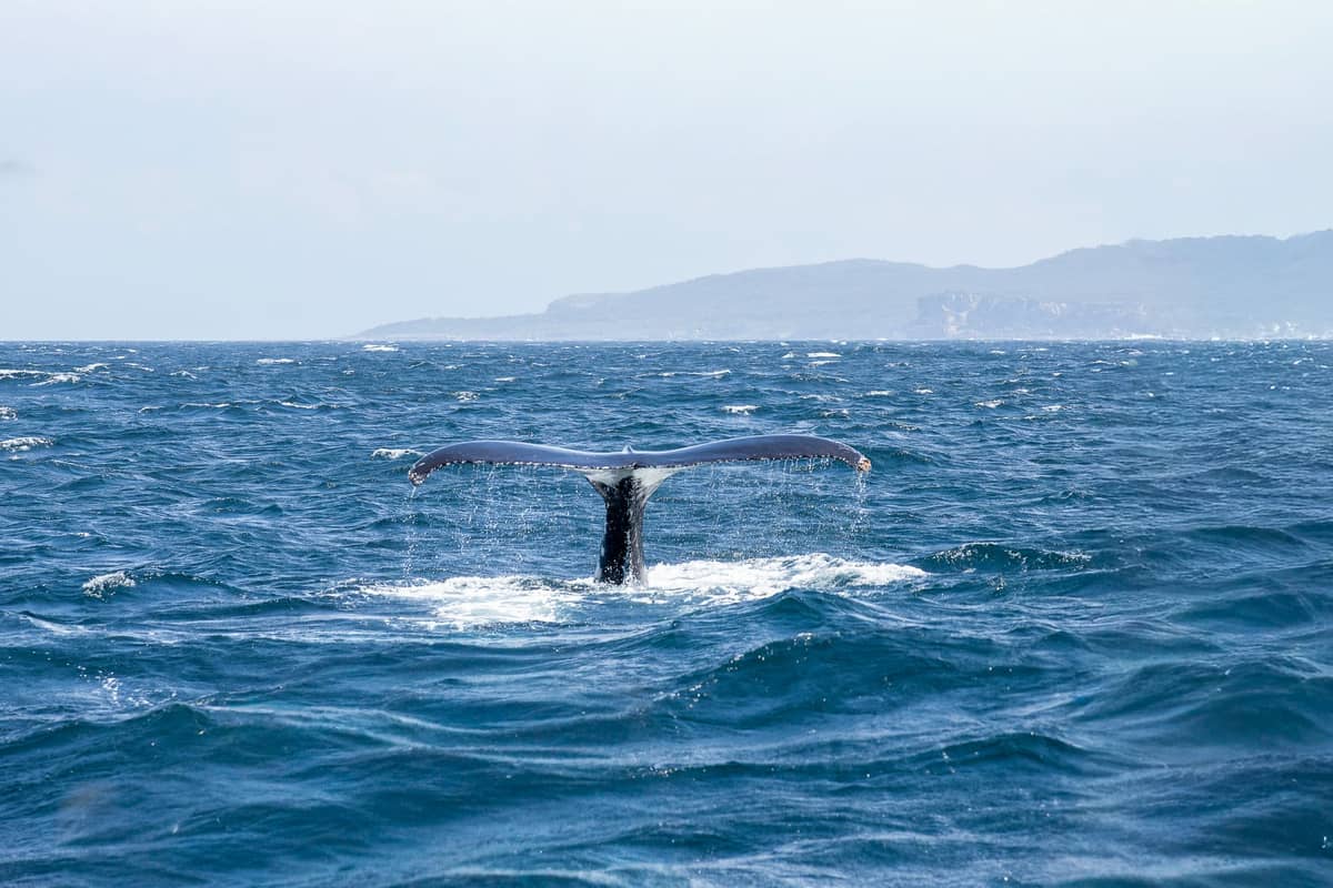Humpback whale tail rising above the surface off the coast, open ocean and distant shoreline visible under clear sky.