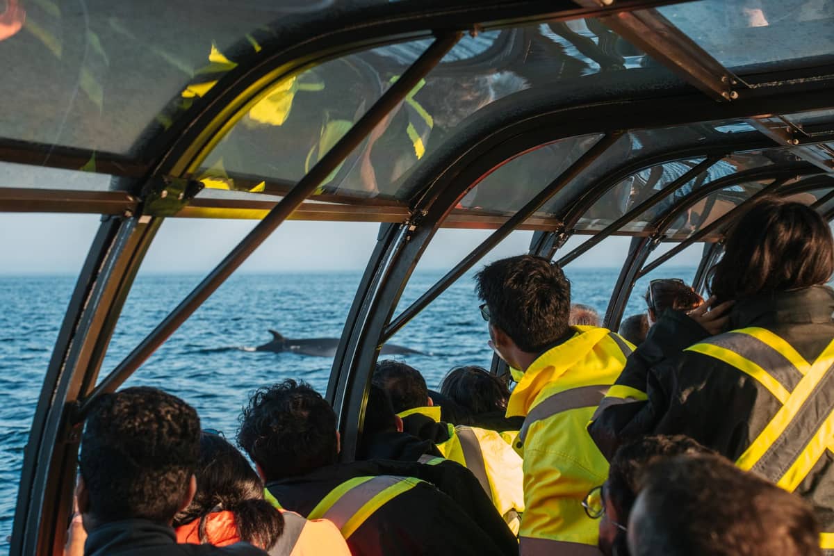 People in yellow jackets on a covered boat watching a whale swim in open ocean waters.