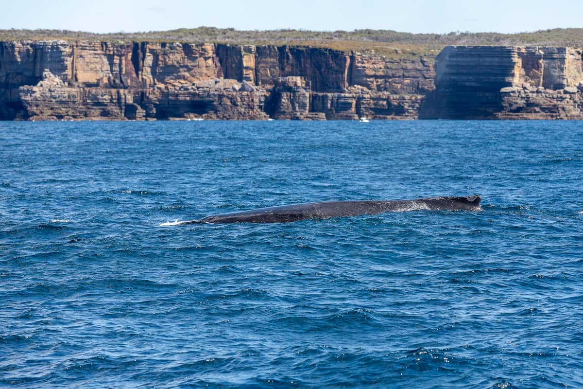 A whale surfaces in blue ocean waters with prominent Australian coastal cliffs in the background on a sunny day.