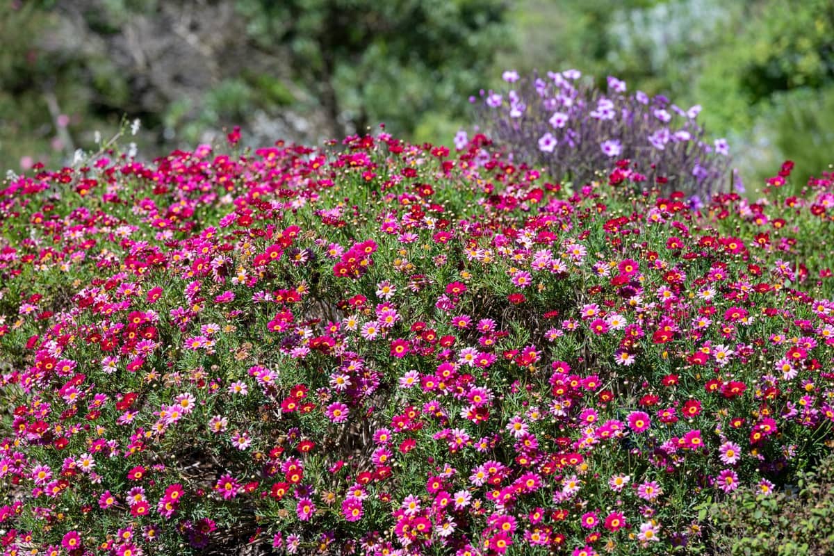 Dichte Masse blühender rosa, roter und violetter Wildblumen im Freien mit grünem Laub, die eine natürliche Wildblumenshow in Western Australia suggeriert.