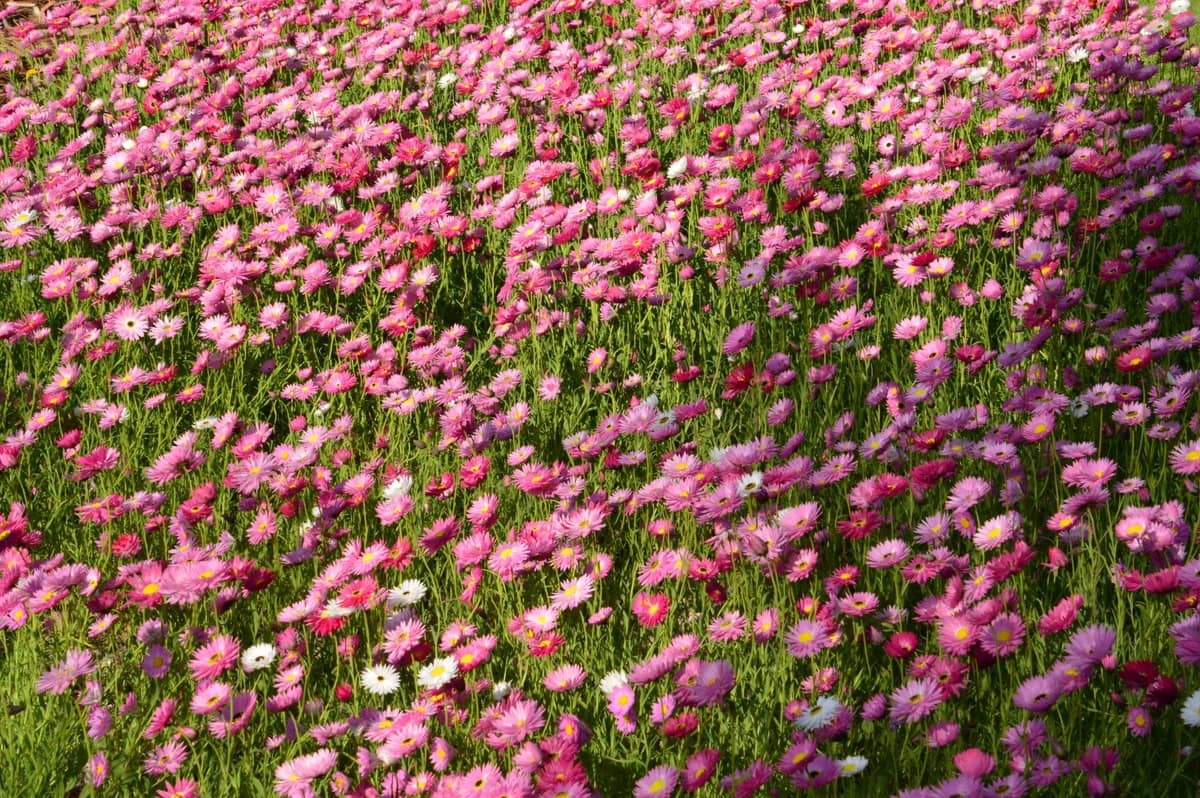 Rosa Strohblumen (Wildblumen) in dichter Blüte, im Freien bei hellem Tageslicht fotografiert, als Symbol für die Wildblumenpracht in Western Australia.