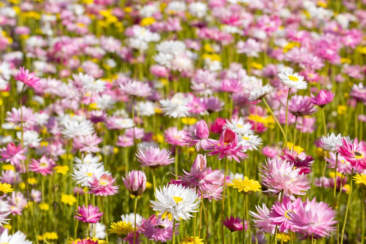 Ein lebhaftes Feld aus rosa, weißen und einigen gelben Strohblumen in voller Blüte bei Tageslicht, dicht zusammengedrängt im Frühling.
