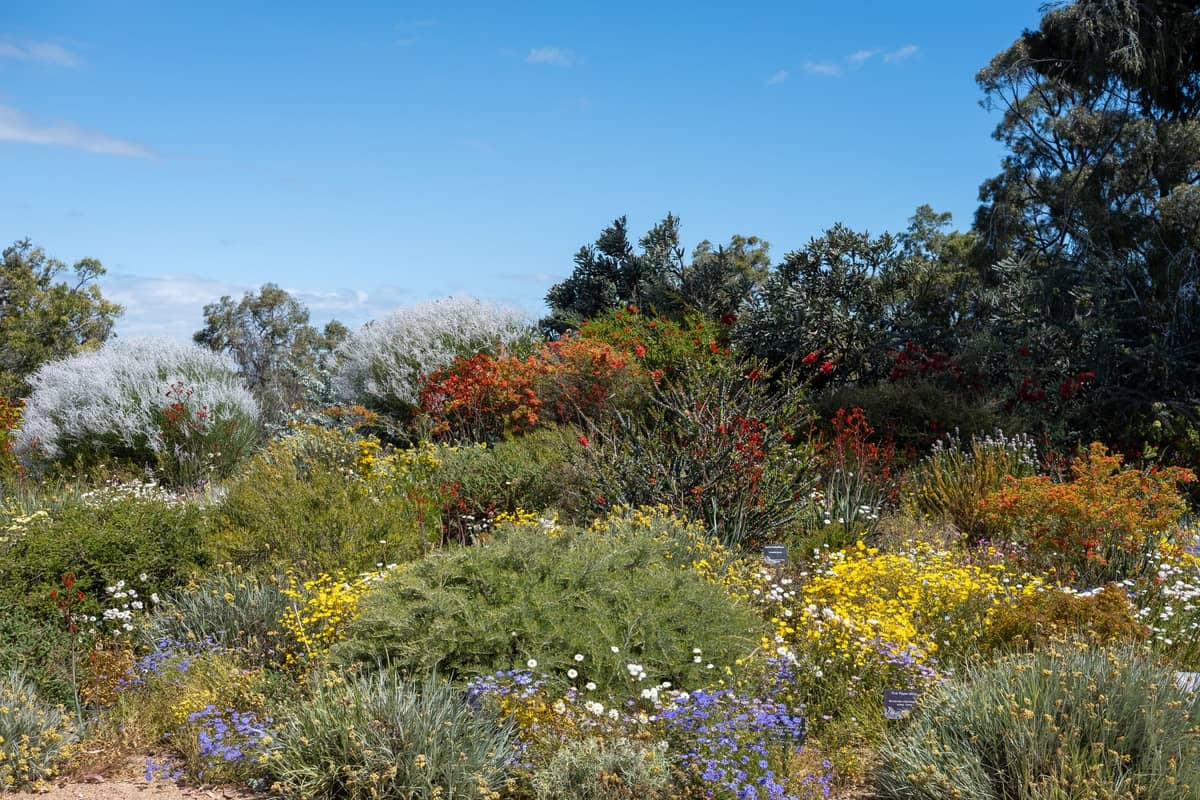 Wildblumen in Western Australia in voller Blüte mit einer Mischung aus bunten einheimischen Arten unter blauem Himmel in natürlicher Buschlandschaft.