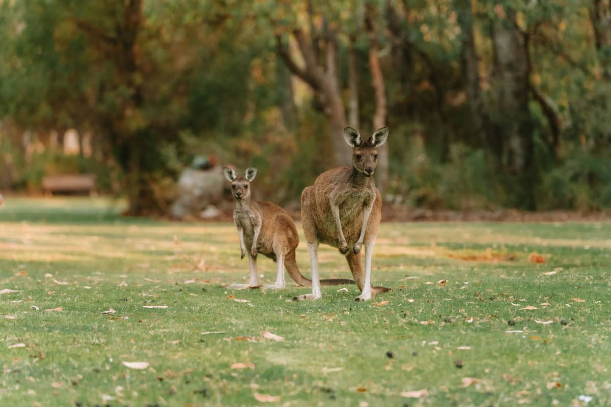 Zwei Kängurus, die auf grünem Gras mit einem bewaldeten Hintergrund stehen, als Symbol für Begegnungen mit der Wildtiere in Australien.