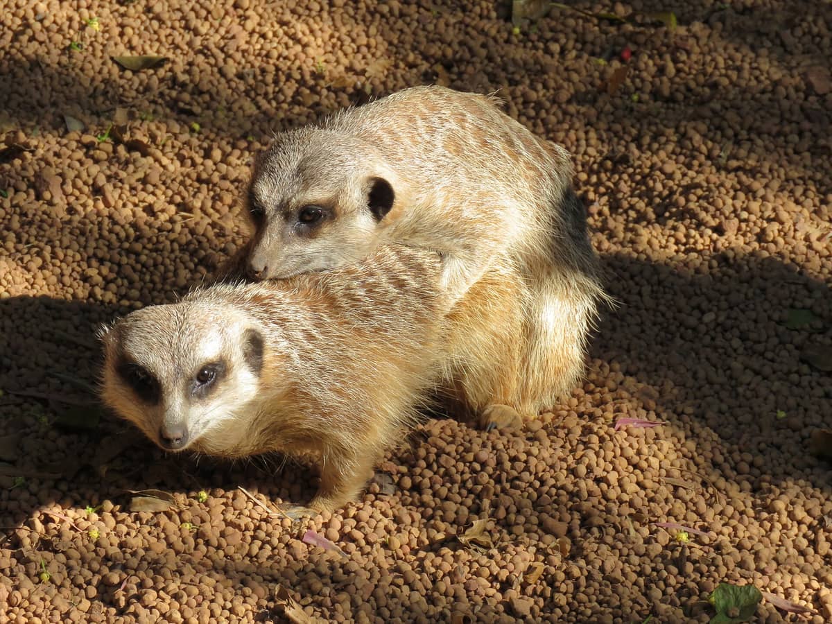 Zwei Erdmännchen interagieren auf sonnenbeschienem Kies im Perth Zoo, ihr sandbraunes Fell von natürlichem Tageslicht beleuchtet und vereinzelte Blätter in der Nähe.