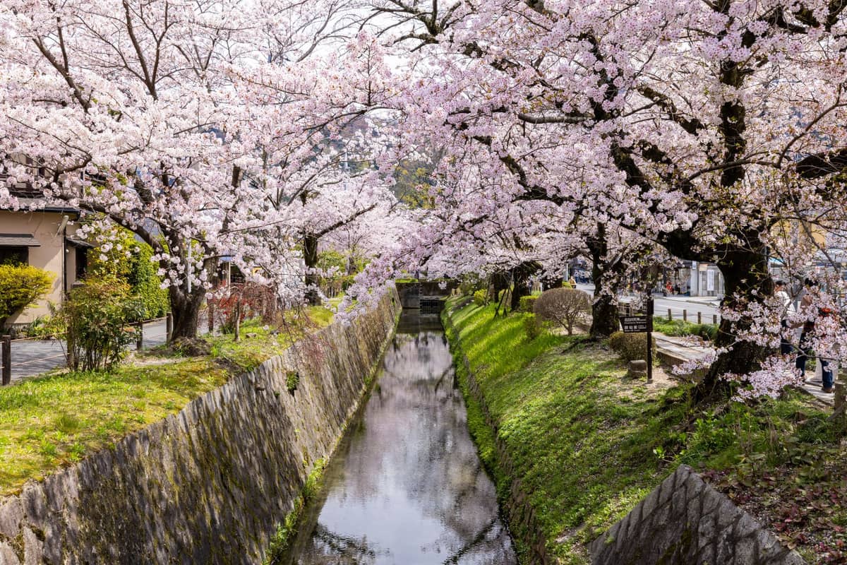 Cherry blossoms in full bloom arching over the Philosopher's Path stone canal in Kyoto, with reflections in the water and a tranquil walkway.