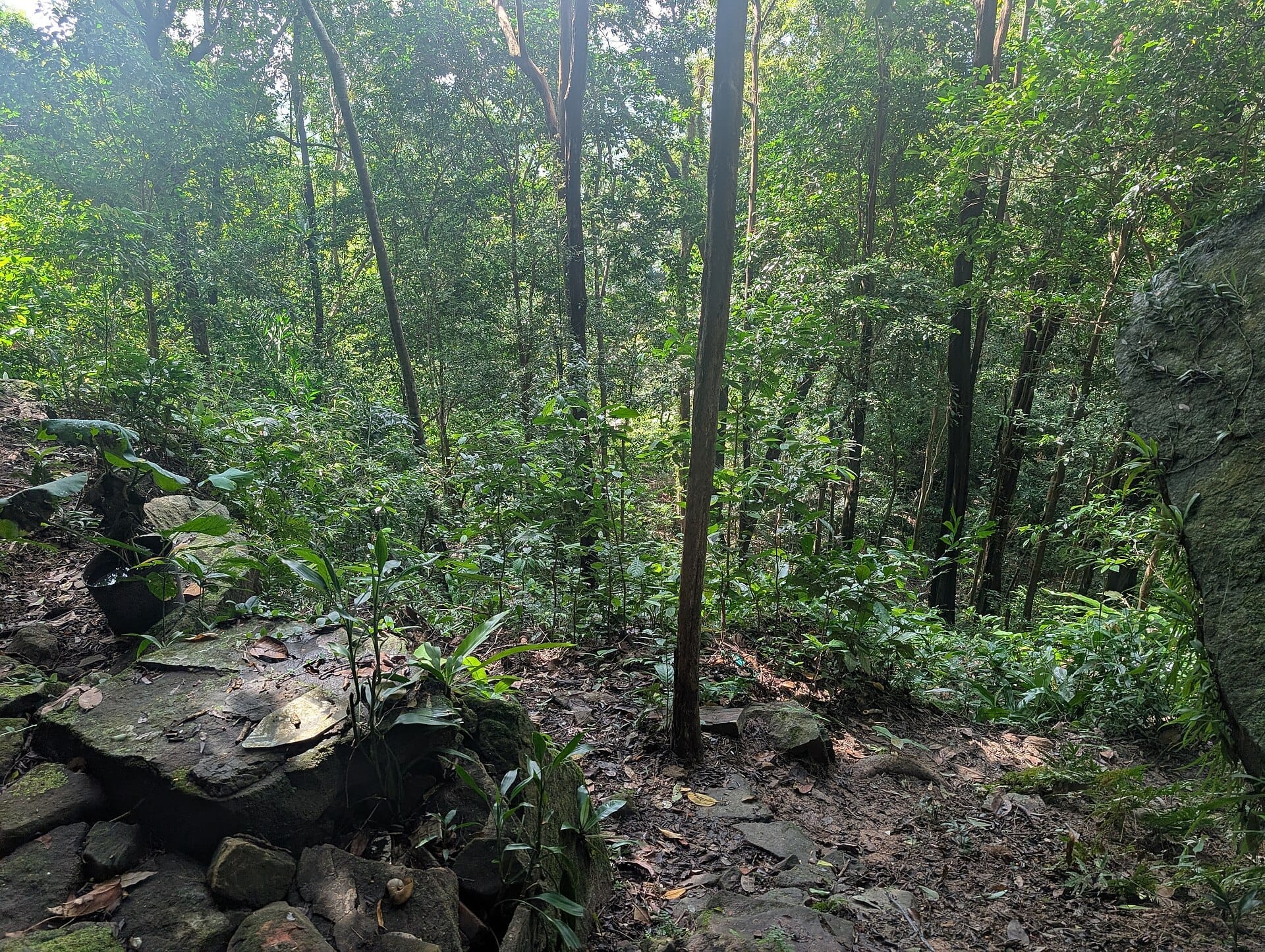 Sentiero nella foresta del Parco Nazionale di Phu Quoc con vegetazione tropicale fitta, alberi alti e un percorso ombreggiato nella giungla