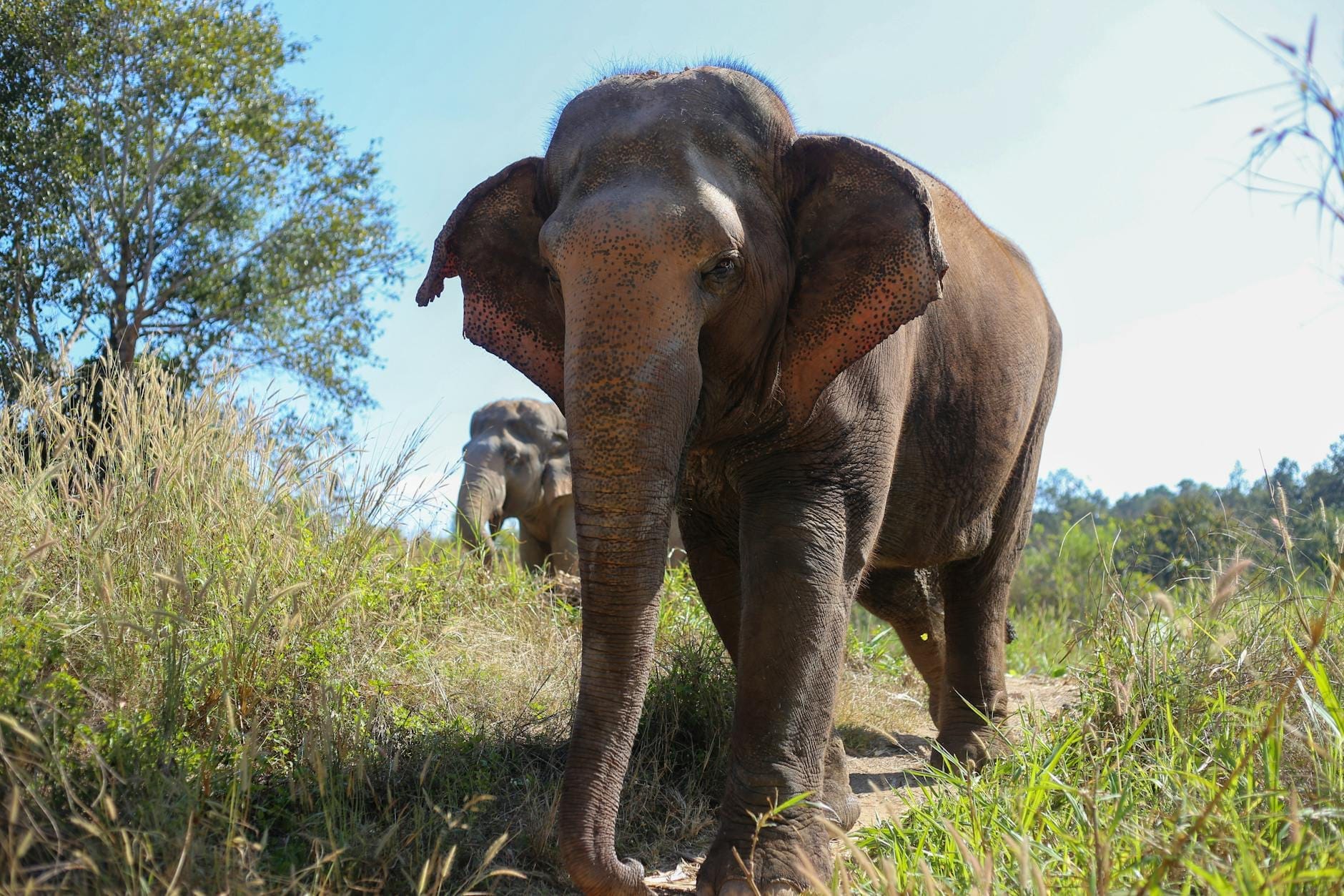 An Asian elephant walking along a sunlit grassy trail with another elephant in the background, surrounded by lush greenery and trees.