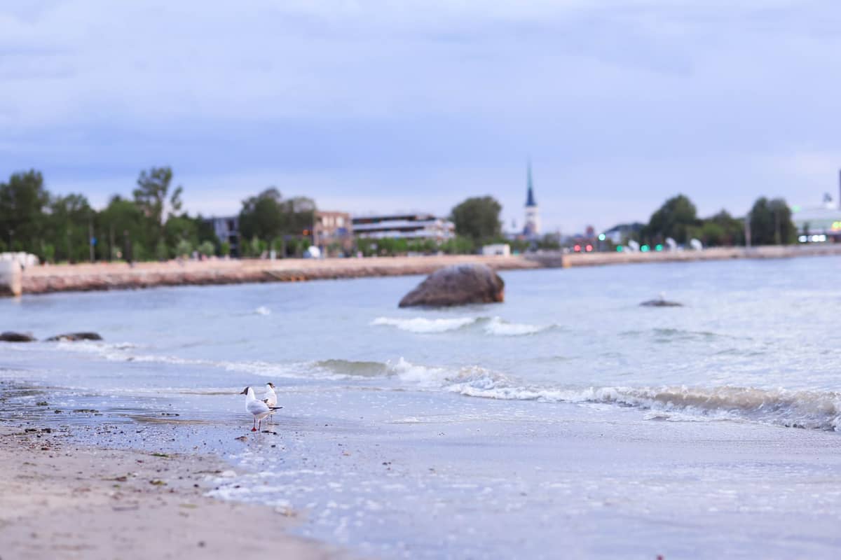 Blick auf den Pirita-Strand in Tallinn mit Möwen am Sandstrand, ruhigen Wellen, einem großen Felsblock im Wasser und Stadtgebäuden im Hintergrund.