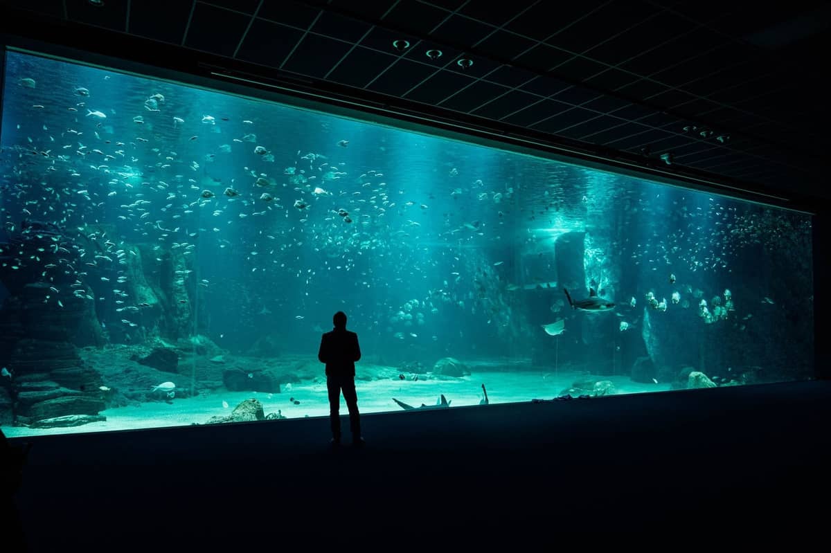 Grand bassin d'aquarium avec de nombreux poissons et une personne en silhouette devant, à l'intérieur d'une attraction moderne.