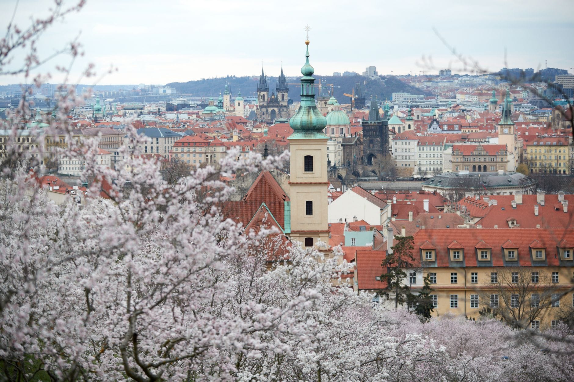 Blick über Prag mit blühenden Kirschblütenbäumen, Stadtdächern, Kirchturm und historischer Skyline im Hintergrund.