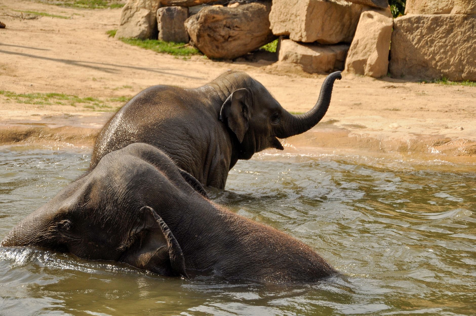 Two elephants bathing and playing in a zoo water enclosure with rocks in the background on a sunny day