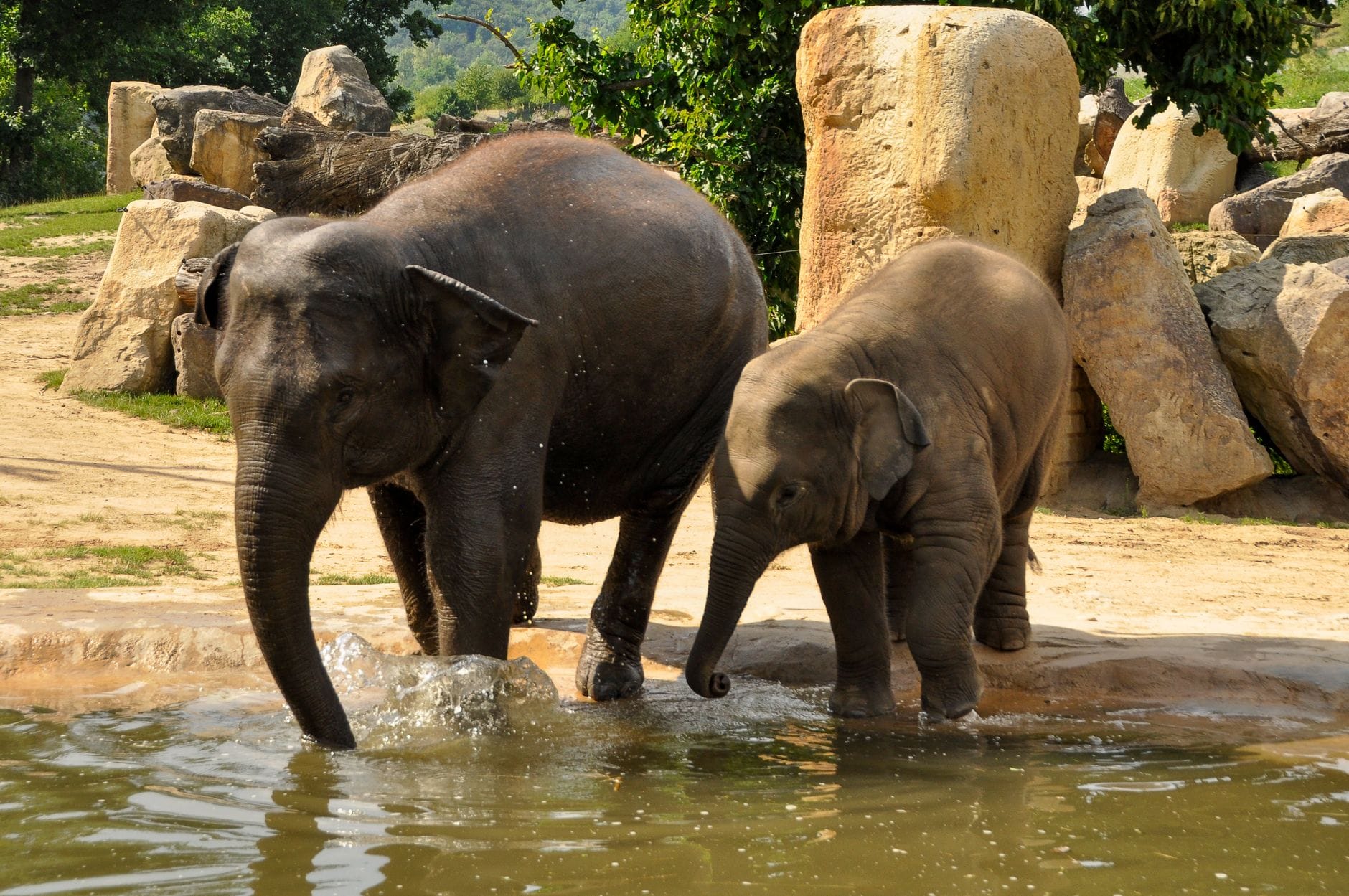 Due elefanti, un adulto e un cucciolo, giocano sulla riva dell'acqua in un recinto naturalistico con rocce e vegetazione.