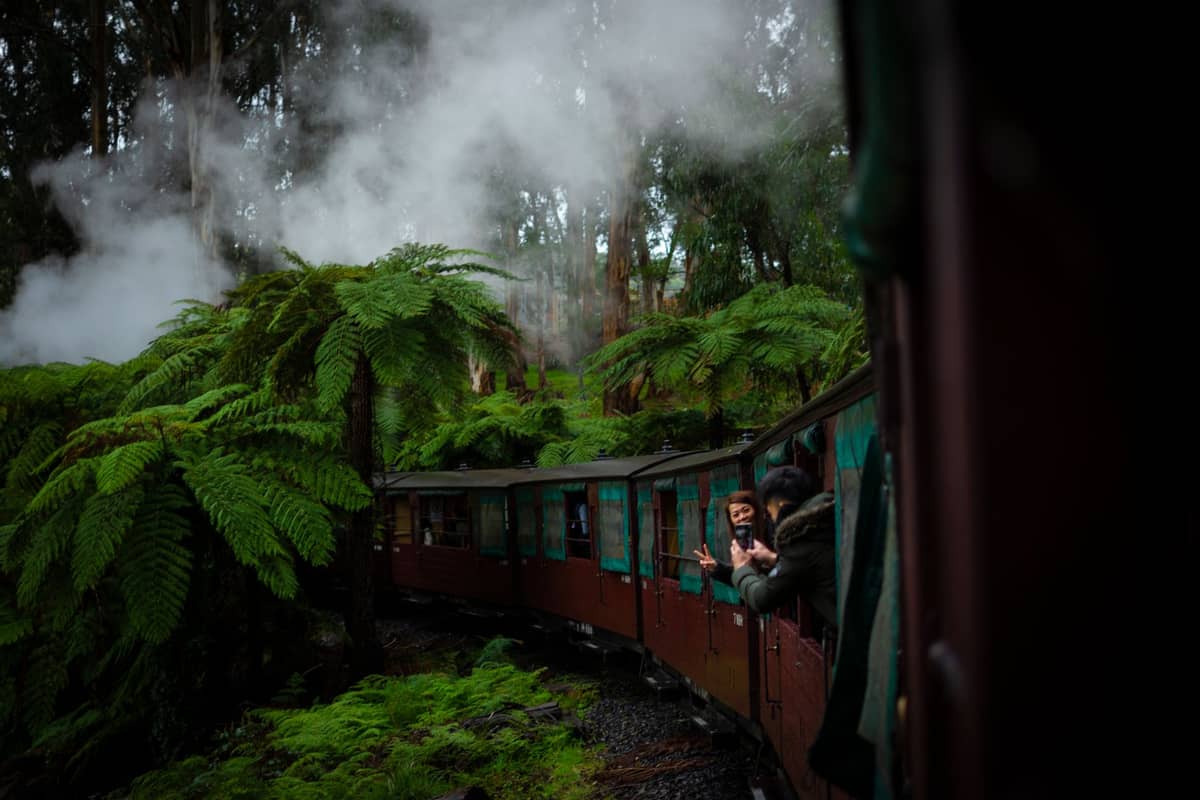 Ein Dampfzug der Puffing Billy Railway zieht durch üppigen, farnbedeckten Wald in den Dandenong Ranges, während Fahrgäste für Fotos aus den Fenstern lehnen.