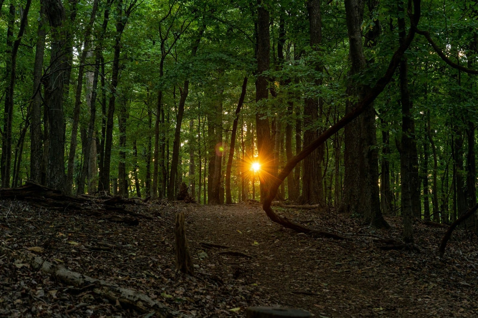La luz del atardecer se filtra entre un exuberante bosque verde por un sendero de tierra, captando la atmósfera serena y arbolada del Parque Estatal Radnor Lake.