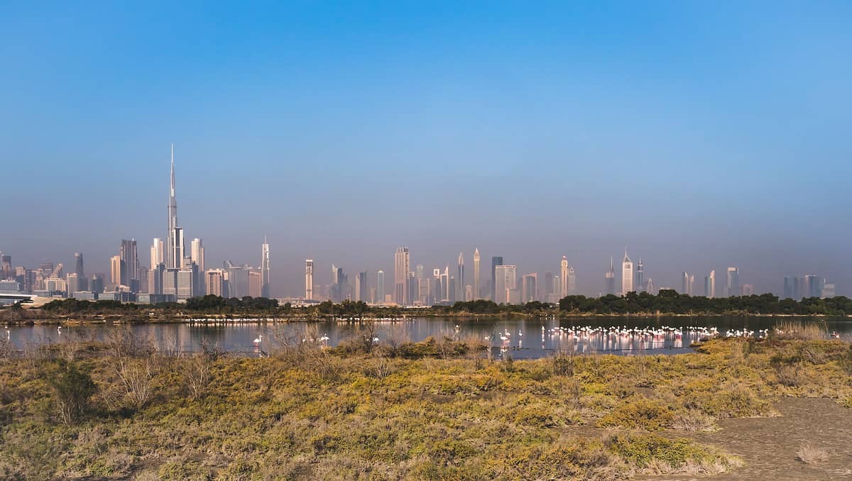 Weitblick über die Feuchtgebiete des Ras Al Khor Wildlife Sanctuary mit großen Flamingo-Gruppen und der Skyline von Dubai – darunter der Burj Khalifa – im Hintergrund.
