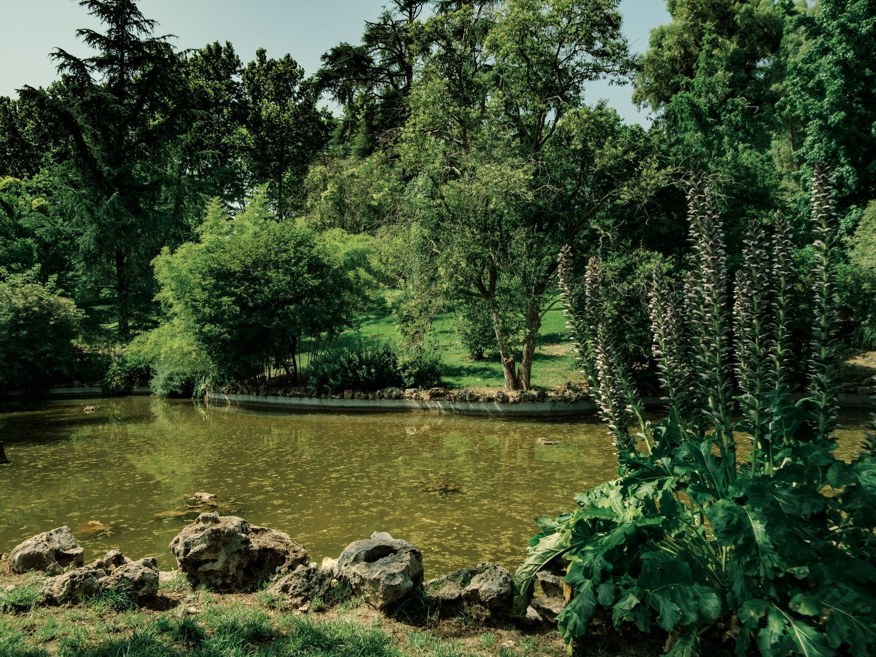 Un rigoglioso giardino botanico con alberi e piante di ogni tipo che circondano uno specchio d'acqua tranquillo, evocando la pace e la bellezza dello storico Real Jardín Botánico di Madrid.