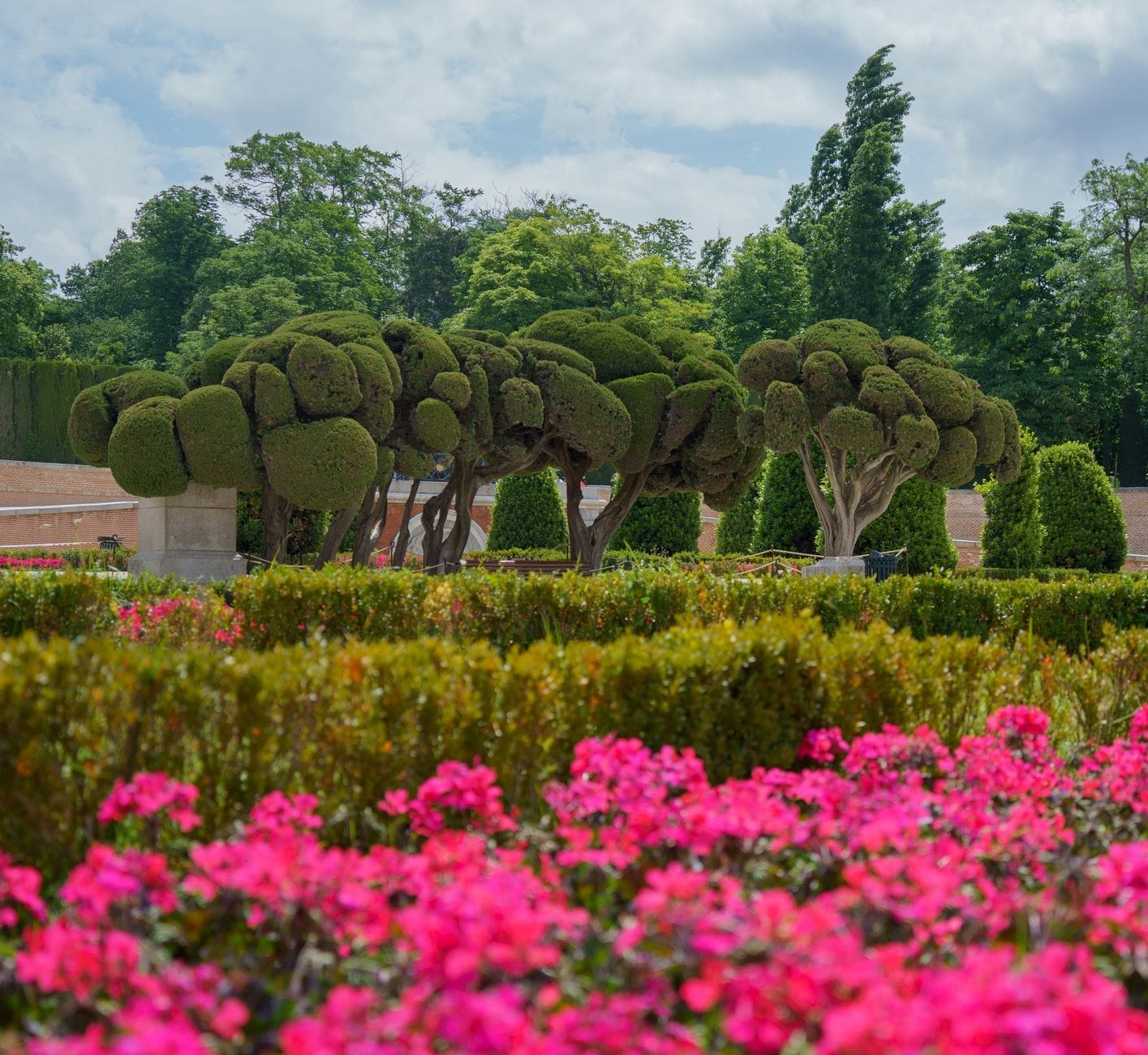 Cespugli di rose rosa brillante in fiore e alberi topiaria curati nella Rosaleda del Retiro sotto un cielo parzialmente nuvoloso.