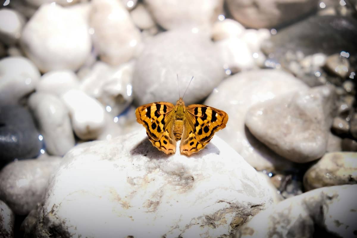 A brightly colored orange butterfly with black spots resting on a white rock among smooth river stones in a well-lit natural setting.