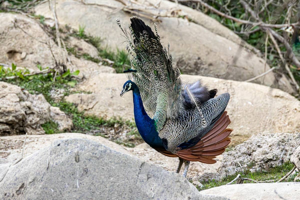Peacock walking among rocks and greenery in a natural outdoor setting, suggesting the wildlife habitats in Rhodes.