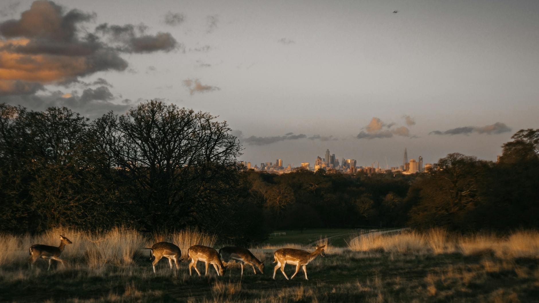 Un piccolo gruppo di cervi che pascolano tra l'erba alta al tramonto, con lo skyline di Londra sullo sfondo tra gli alberi e il prato aperto del parco.