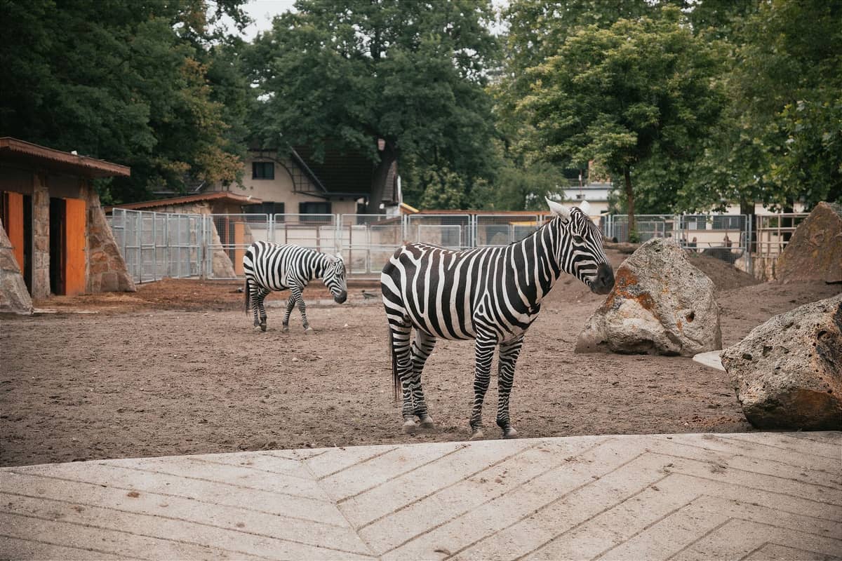 Zwei Zebras in einem Außengehege eines Zoos, im Hintergrund Zäune, Bäume und Nebengebäude.