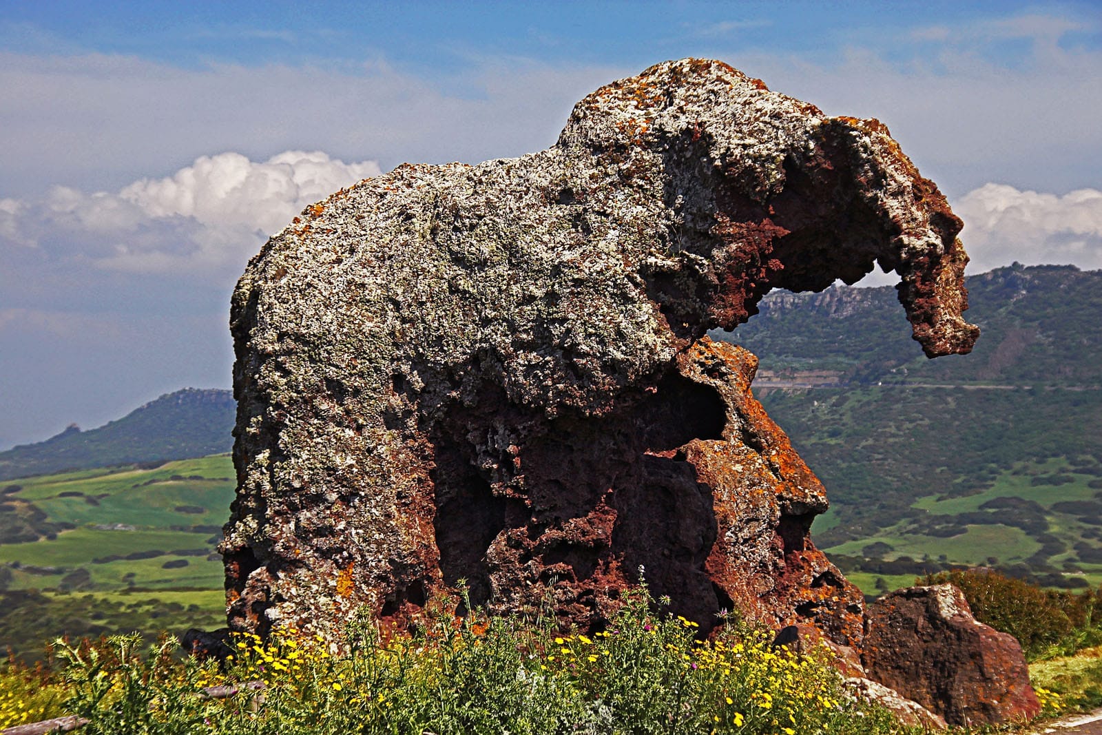 Nahaufnahme der Roccia dell'Elefante, einer großen elefantenförmigen Felsformation, umgeben von Wildblumen und sanft geschwungenen grünen Hügeln auf Sardinien.