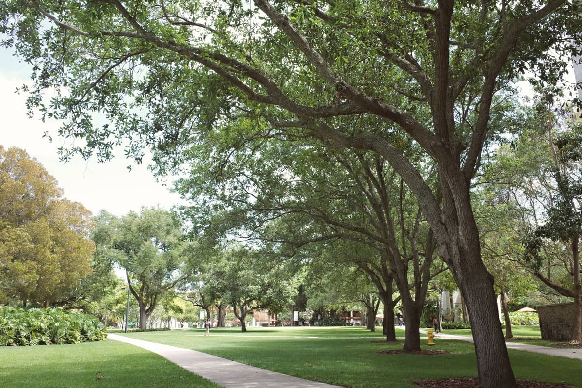 Schattiger Fußweg gesäumt von Eichen und grünen Rasenflächen auf dem Rollins College Campus in Winter Park, Florida.