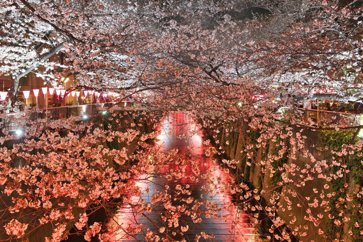 Cherry blossoms illuminate the banks of Meguro River at night in Tokyo, creating a magical and romantic riverside scene with glowing pink lanterns.