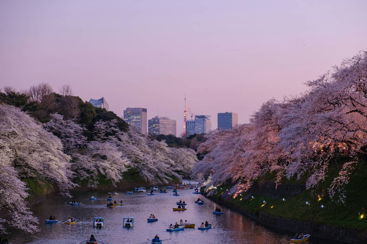 Rowboats with couples and groups on a cherry-blossom-lined moat at dusk in Tokyo, with city buildings in the background.