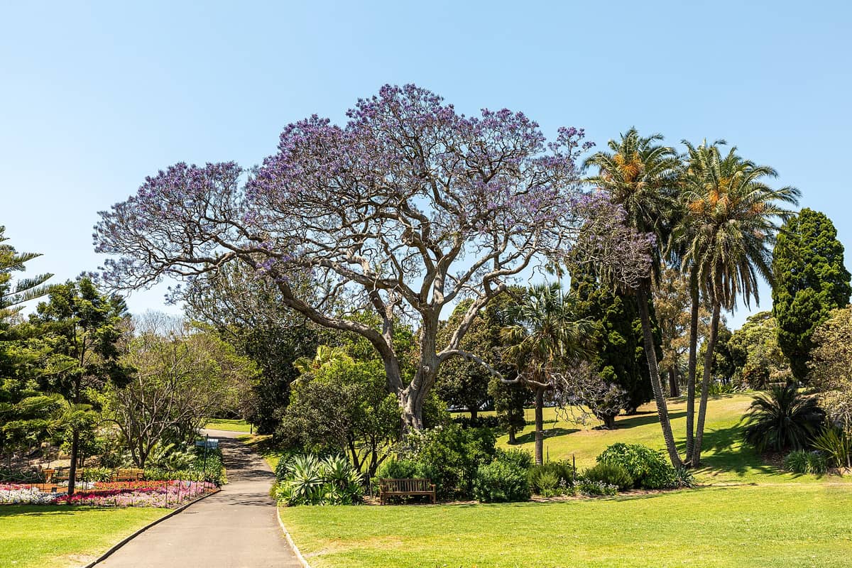 Un ampio vialetto serpeggia tra prati verdissimi, aiuole fiorite, palme e un jacaranda in piena fioritura all'interno del Royal Botanic Garden di Sydney in una giornata di sole.