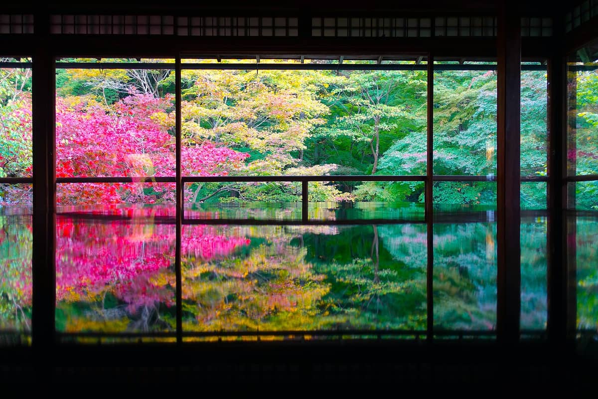 Polished floor inside Rurikō-in Temple reflecting vibrant maple trees in autumn, seen through large windows overlooking the colorful garden.