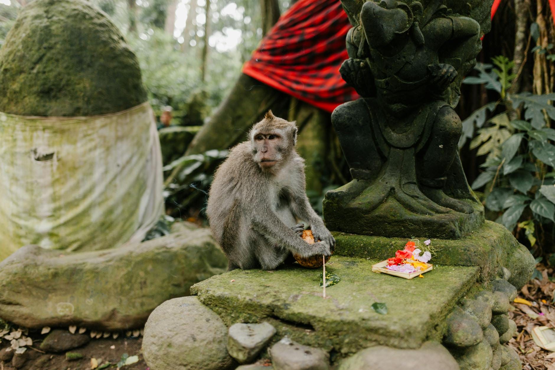 Macachi dalla coda lunga seduti su un altare balinese nel Santuario della Foresta Sacra delle Scimmie a Ubud, Bali