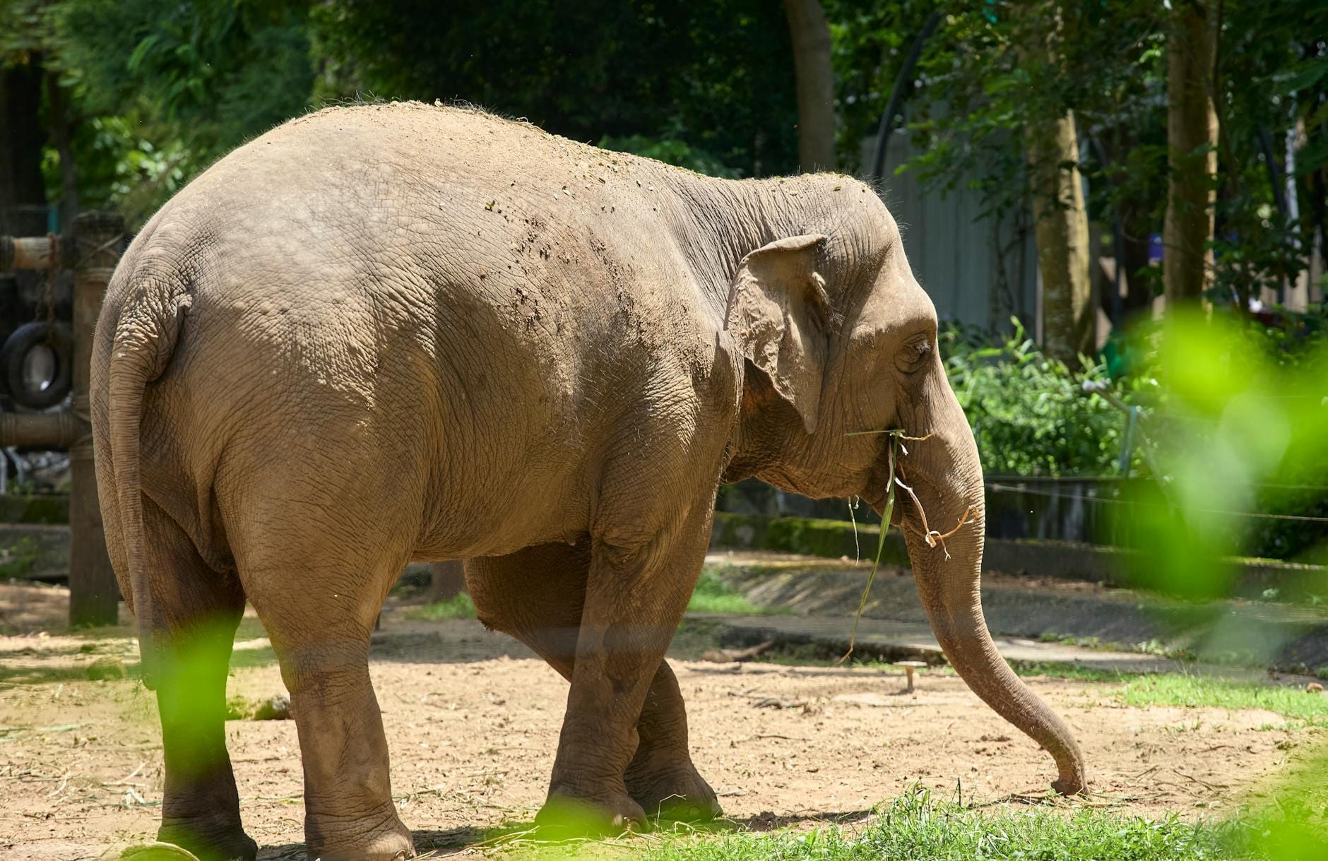 Un gran elefante asiático en un recinto naturalístico con árboles y pasto, representando los exhibits de animales del Zoológico y Jardín Botánico de Saigón.