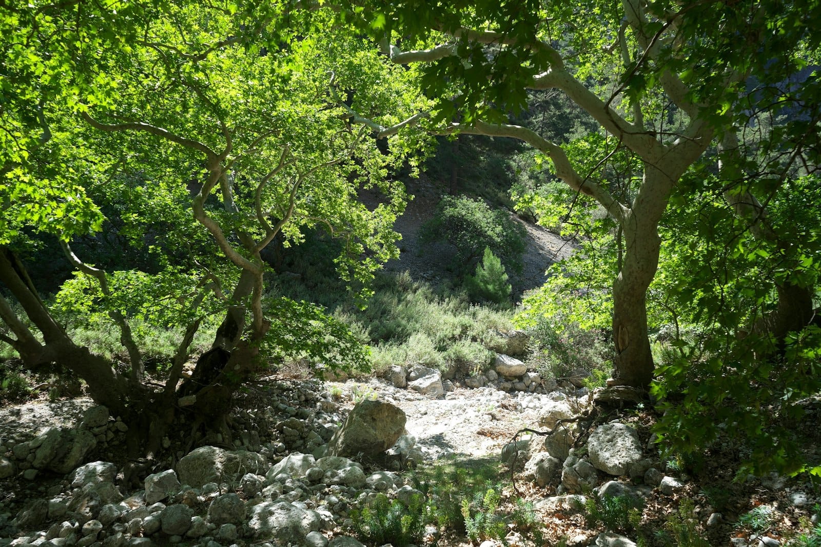 Vista attraverso alberi verdi su un sentiero roccioso nella Gola di Samaria, Creta, con la luce del sole che filtra sulle pietre e sul fogliame circostante.