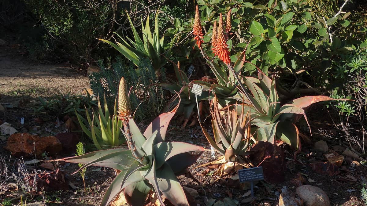 El San Diego Botanic Garden muestra una colección de aloes suculentos en flor con carteles informativos, rodeados de vegetación bajo una luz solar parcial.